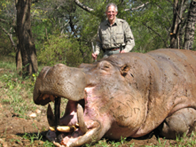 Hippo