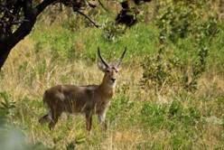 Mankazana Safaris