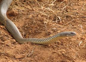 2009 Australian Safari