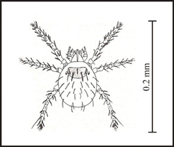 Chigger (From CDC)