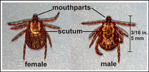 Male and Female Ticks