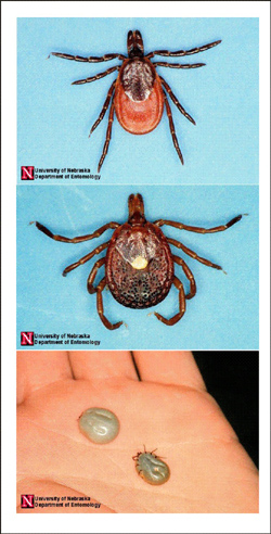 Different Kinds of Ticks